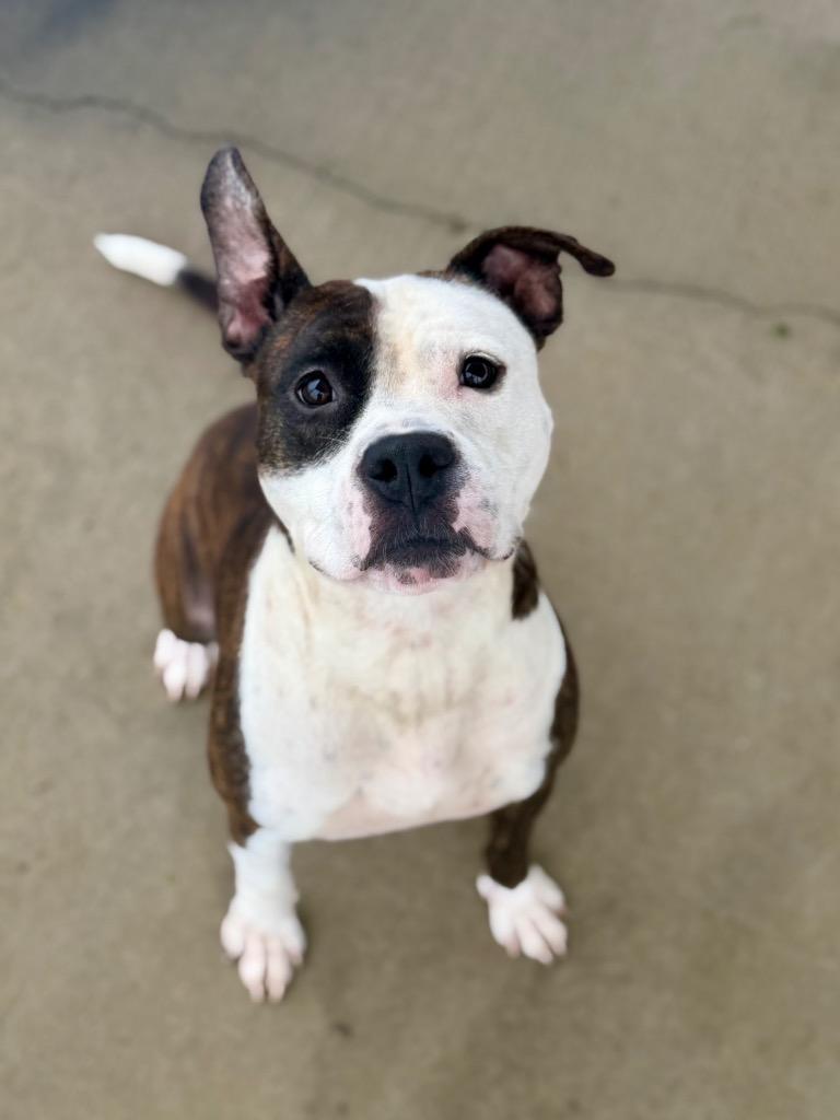 Luke, a Adoptable Pit Bull Terrier in Hopkinsville, KY image 3/6