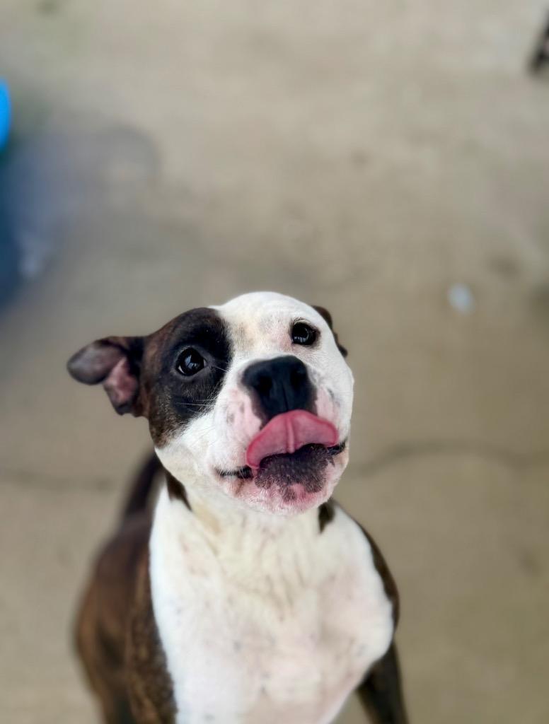 Luke, a Adoptable Pit Bull Terrier in Hopkinsville, KY image 4/6