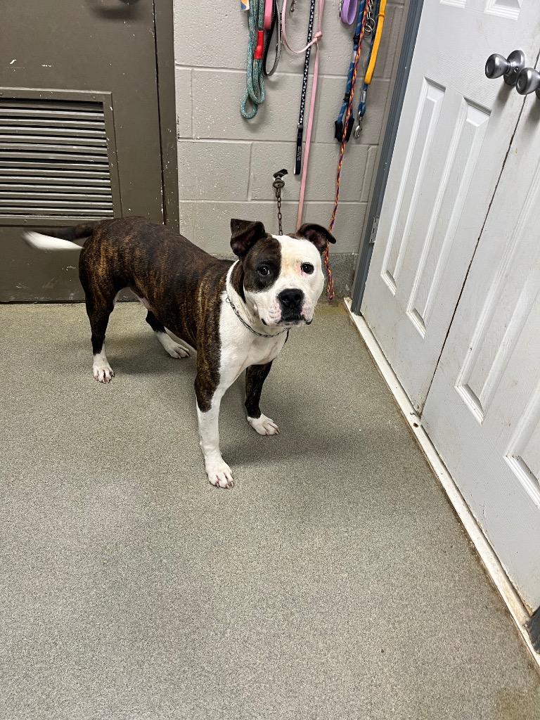 Enlarge Luke, a Adoptable Pit Bull Terrier in Hopkinsville, KY image 2/2