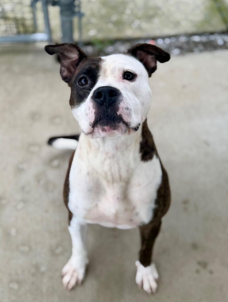 Luke, a Adoptable Pit Bull Terrier in Hopkinsville, KY image 6/6