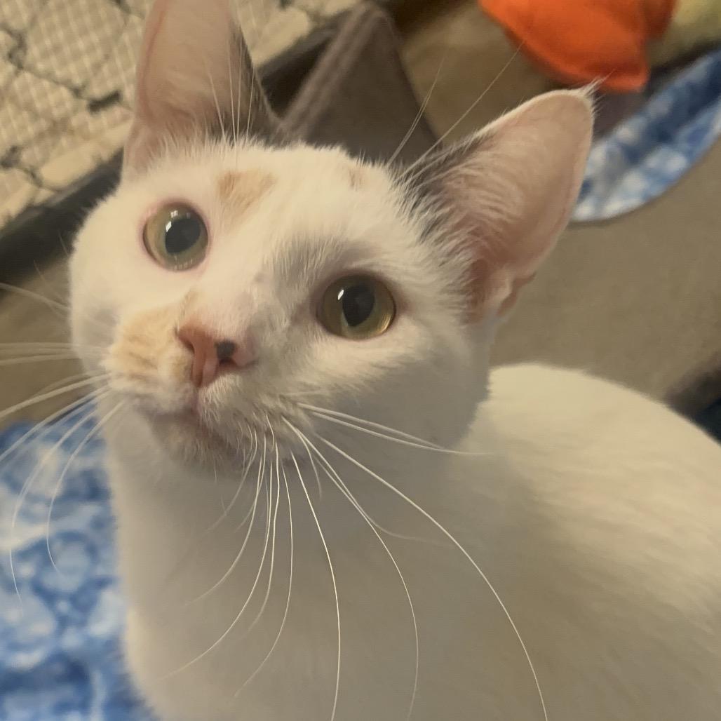 Stella 16C25, Adoptable, Adult Female Domestic Short Hair & Domestic Short Hair.