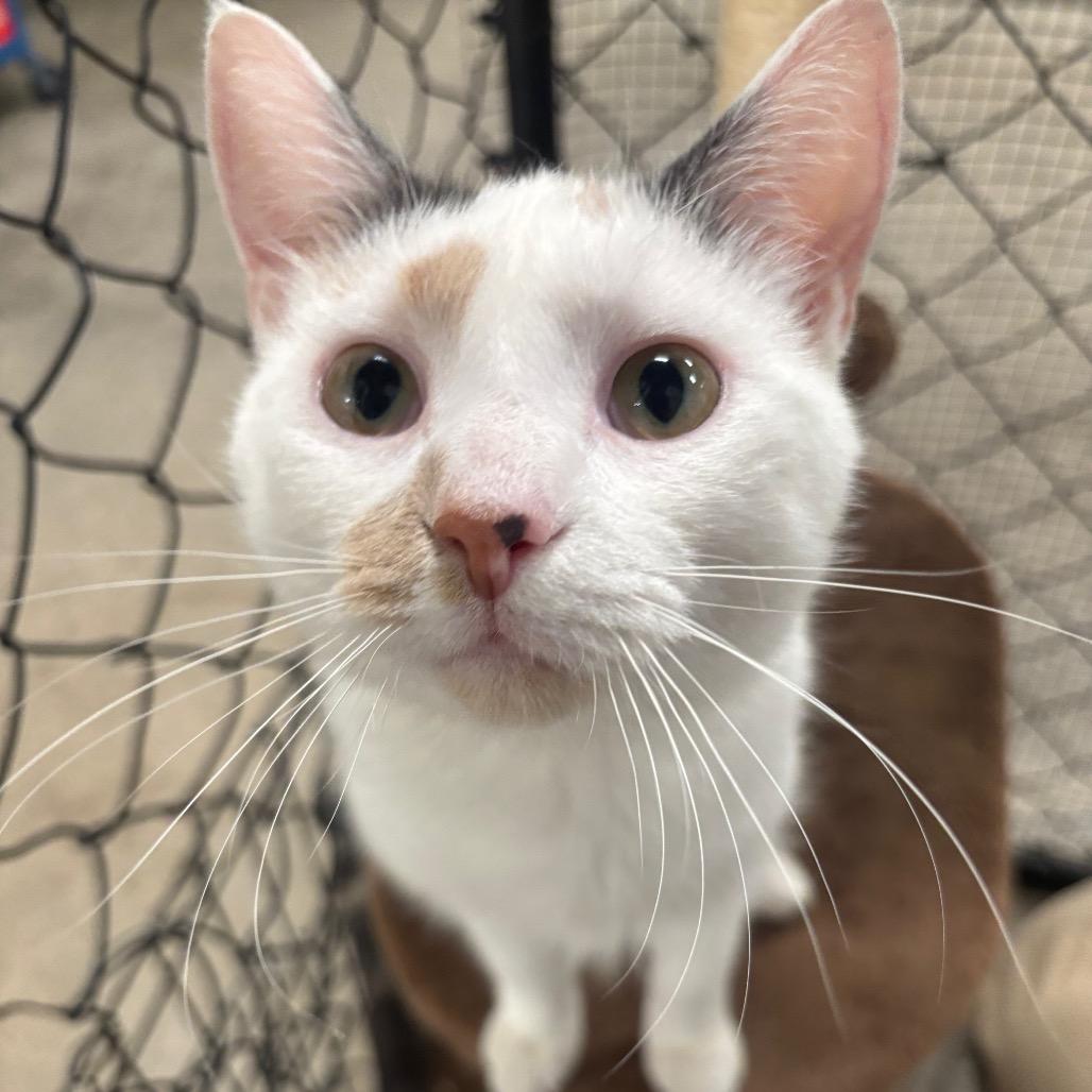 Enlarge Stella 16C25, a Adoptable mixed breed in Napoleon, OH image 2/6