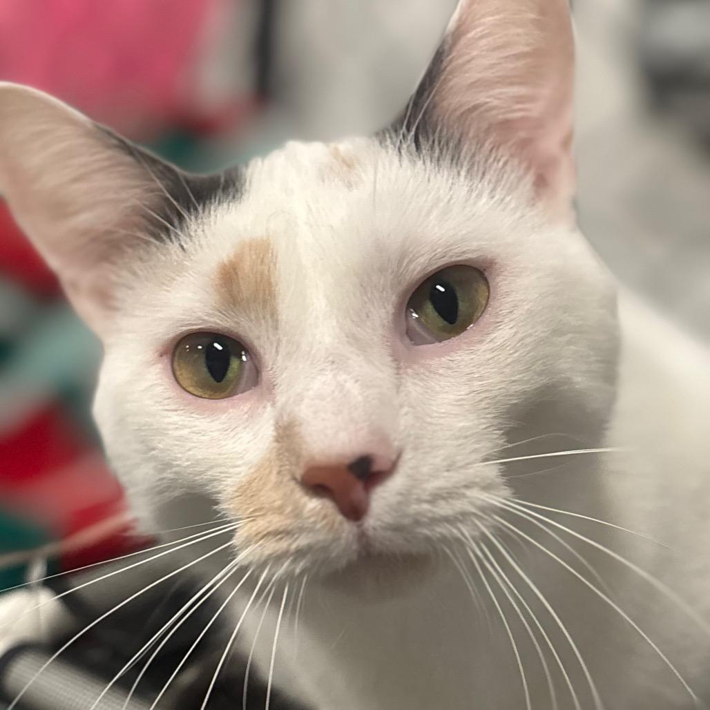 Stella 16C25, a Adoptable mixed breed in Napoleon, OH image 3/6