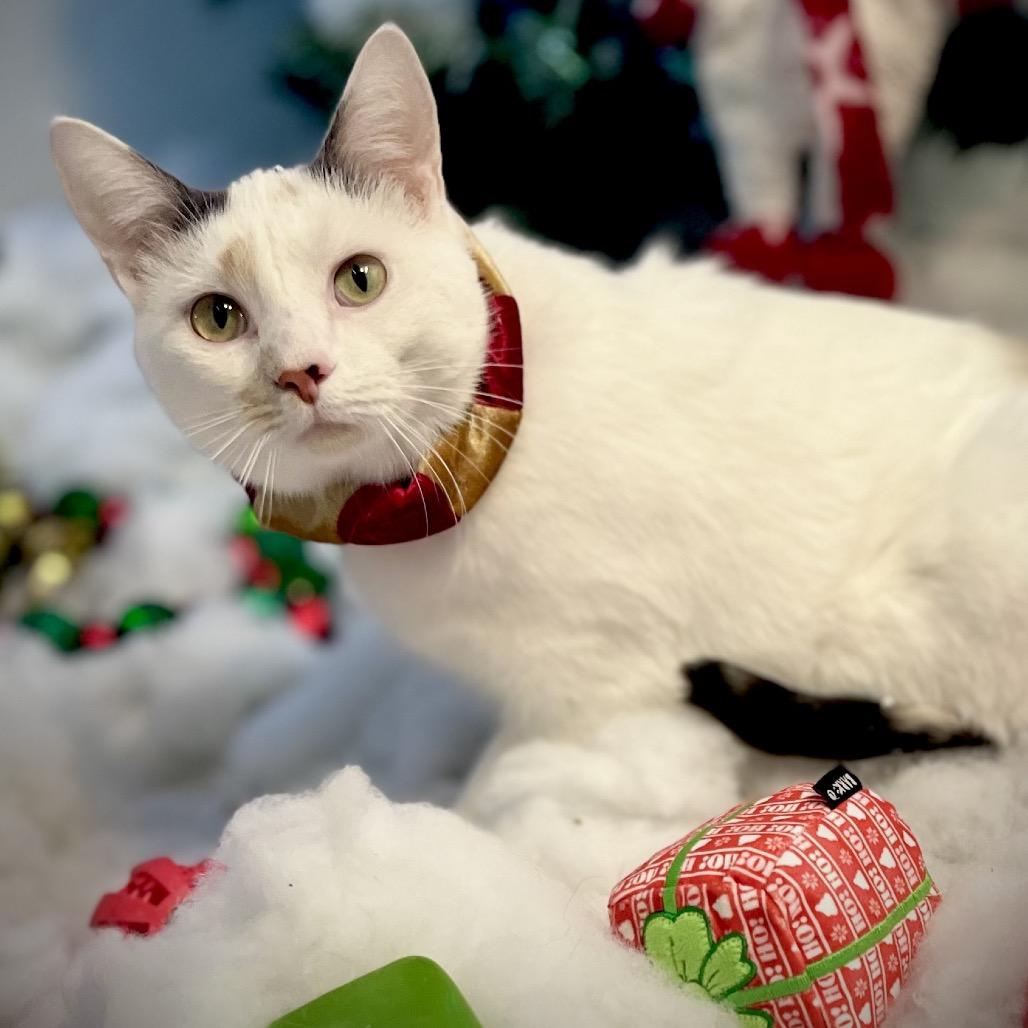 Enlarge Stella 16C25, a Adoptable mixed breed in Napoleon, OH image 3/6