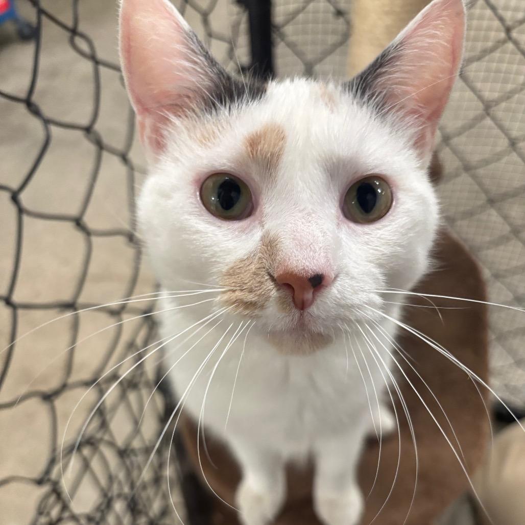 Enlarge Stella 16C25, a Adoptable mixed breed in Napoleon, OH image 4/6