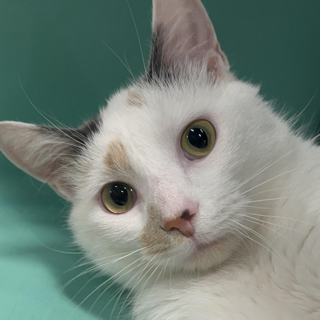 Enlarge Stella 16C25, a Adoptable mixed breed in Napoleon, OH image 5/6