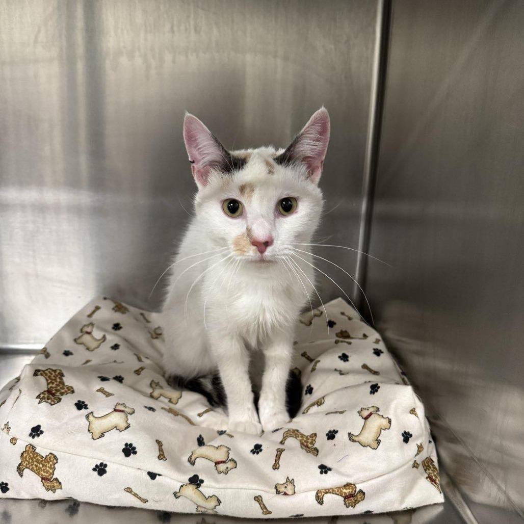 Enlarge Stella 16C25, a Adoptable mixed breed in Napoleon, OH image 6/6