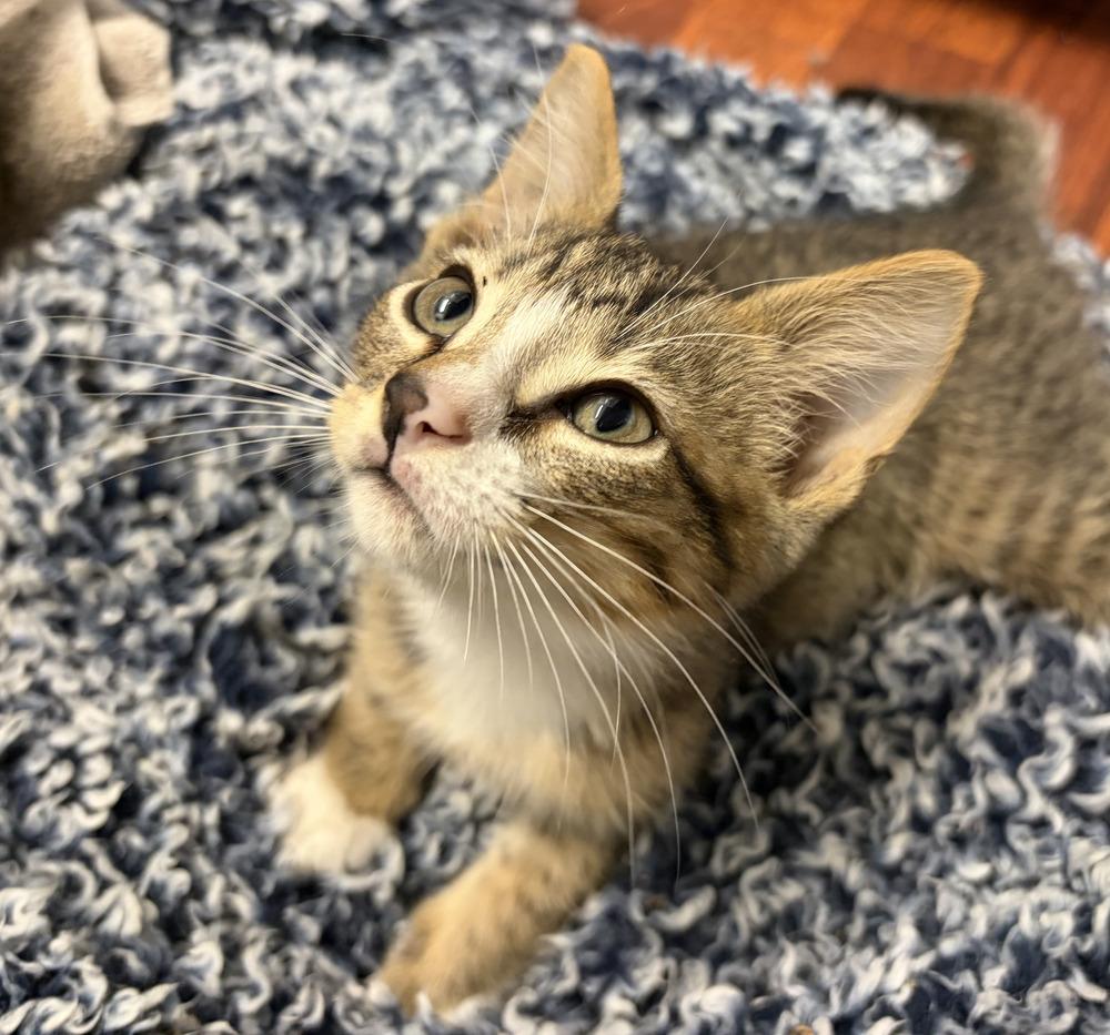 Enlarge Pomelo, a Adoptable mixed breed in Tampa, FL image 1/1