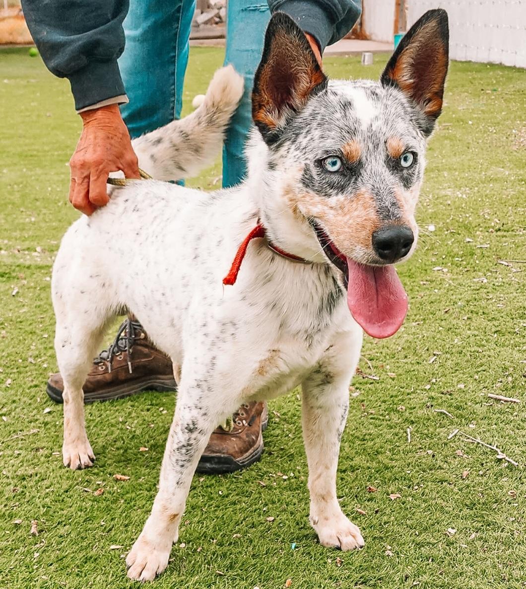 San, adoptable, Young Male Australian Cattle Dog / Blue Heeler.