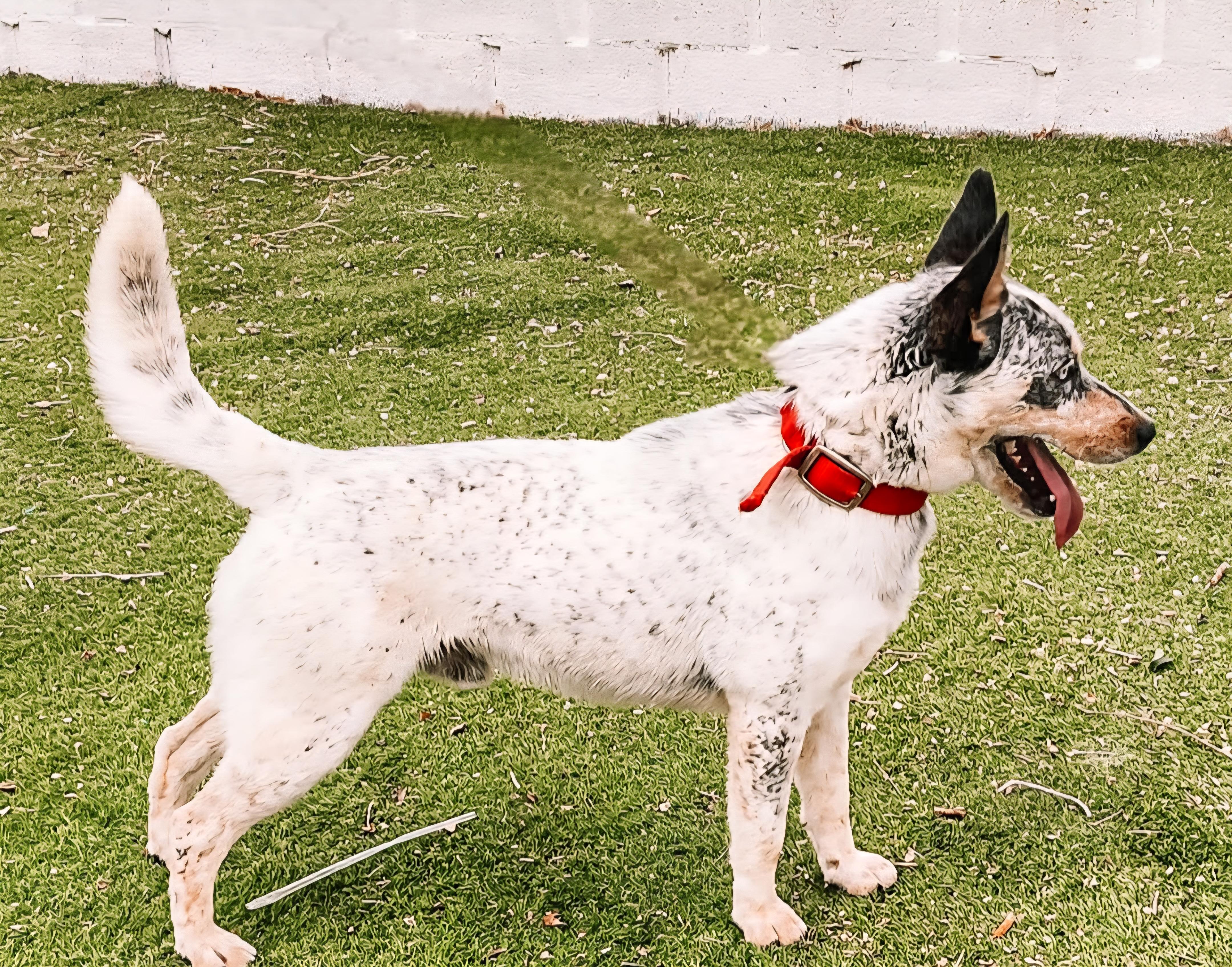 Enlarge San, an adoptable mixed breed in Tacoma, WA image 3/3