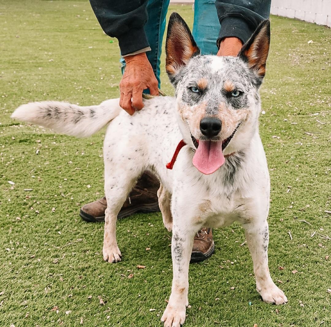 Enlarge San, an adoptable mixed breed in Tacoma, WA image 2/3