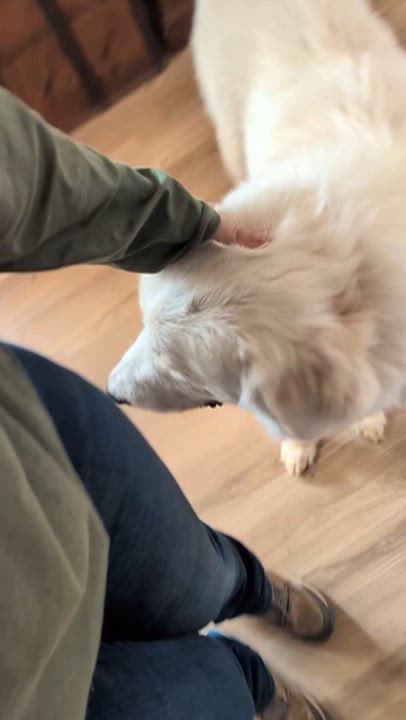 Enlarge Lagertha, a ADOPTABLE Great Pyrenees in Bastrop, TX video 3/6