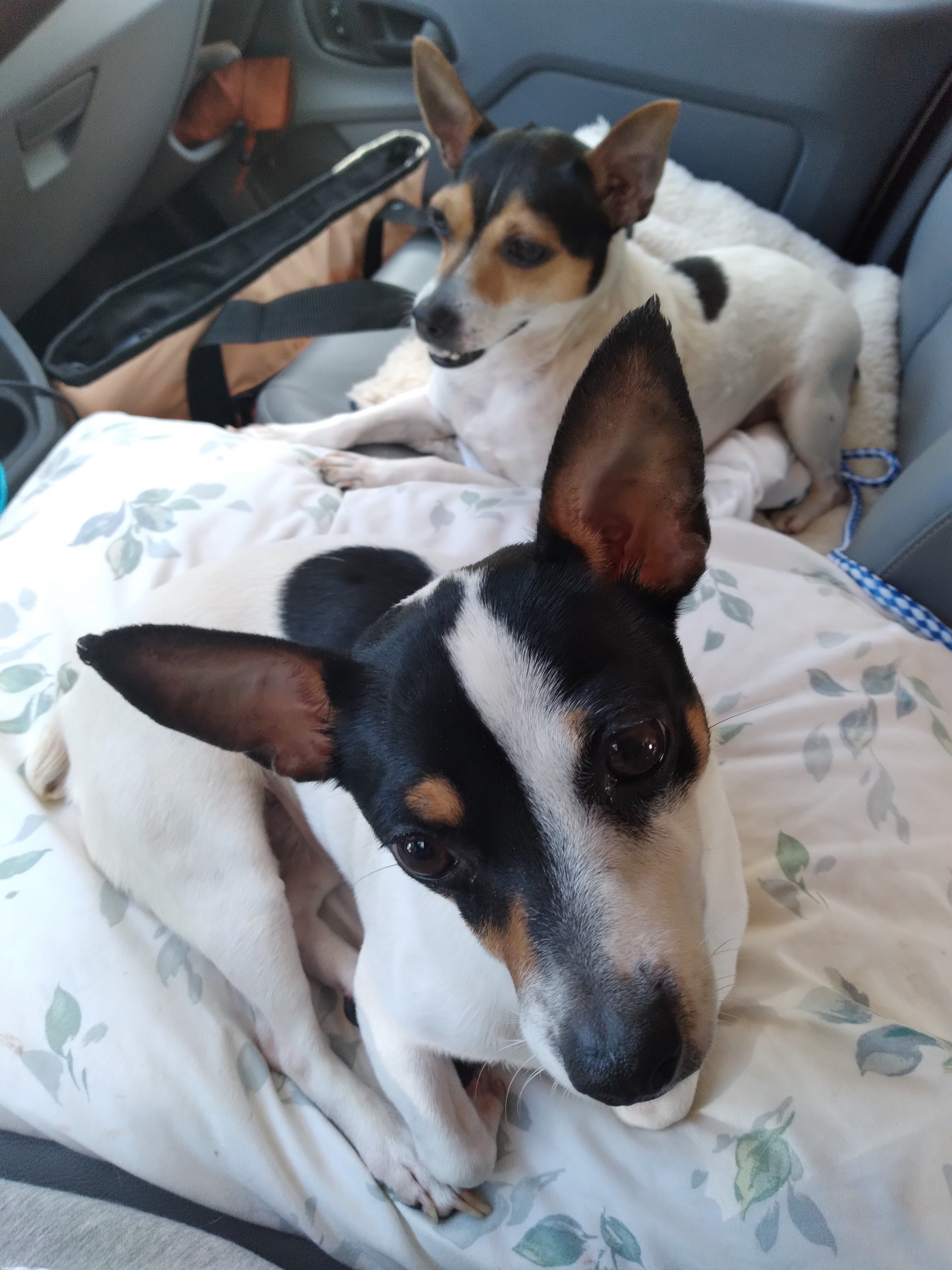 Annabelle, Adoptable, Adult Female Rat Terrier.