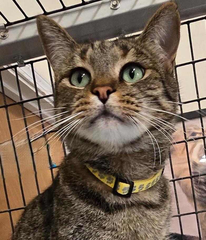 Sylvester, adopted, Adult Male Tabby & Domestic Short Hair.