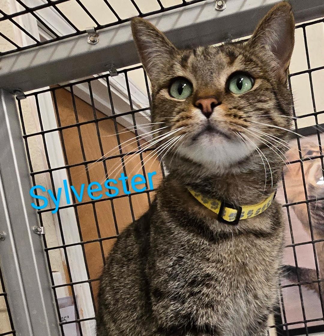 Sylvester, an adopted mixed breed in Las Cruces, NM image 2/2