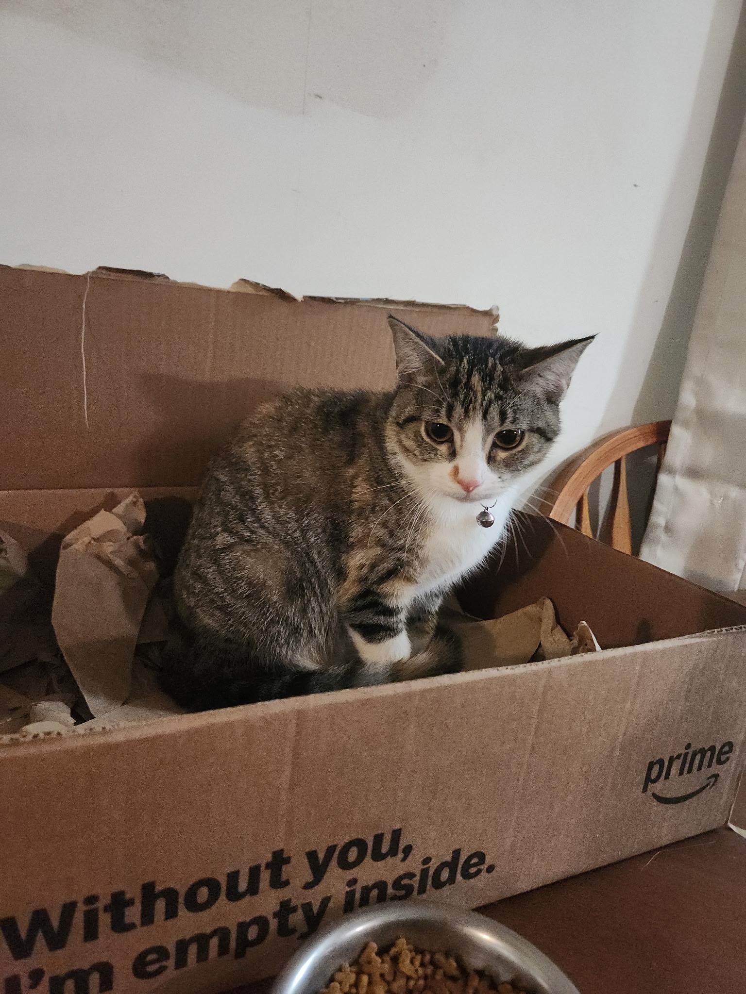 Runty, Adoptable, Young Female Domestic Short Hair.