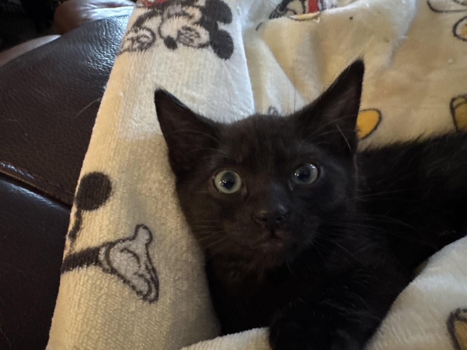Tatum, Adopted, Kitten Male Domestic Short Hair.