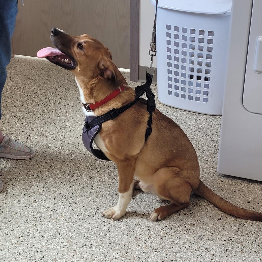 Potatoe, a Adoptable mixed breed in Grand Rapids, MN image 1/4