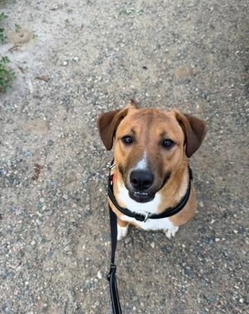 Potatoe, a Adoptable mixed breed in Grand Rapids, MN image 2/4