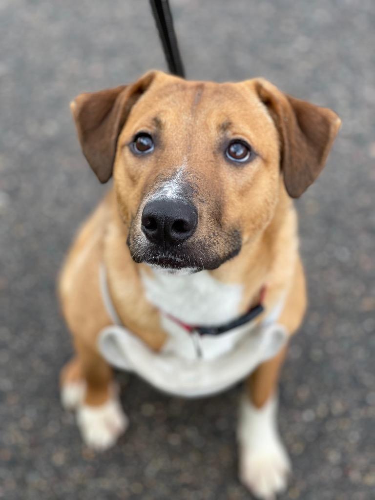 Potatoe, a Adoptable mixed breed in Grand Rapids, MN image 3/4