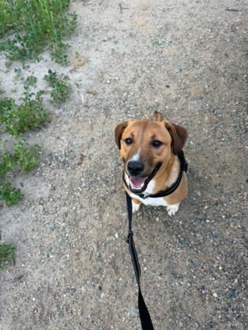 Potatoe, a Adoptable mixed breed in Grand Rapids, MN image 4/4