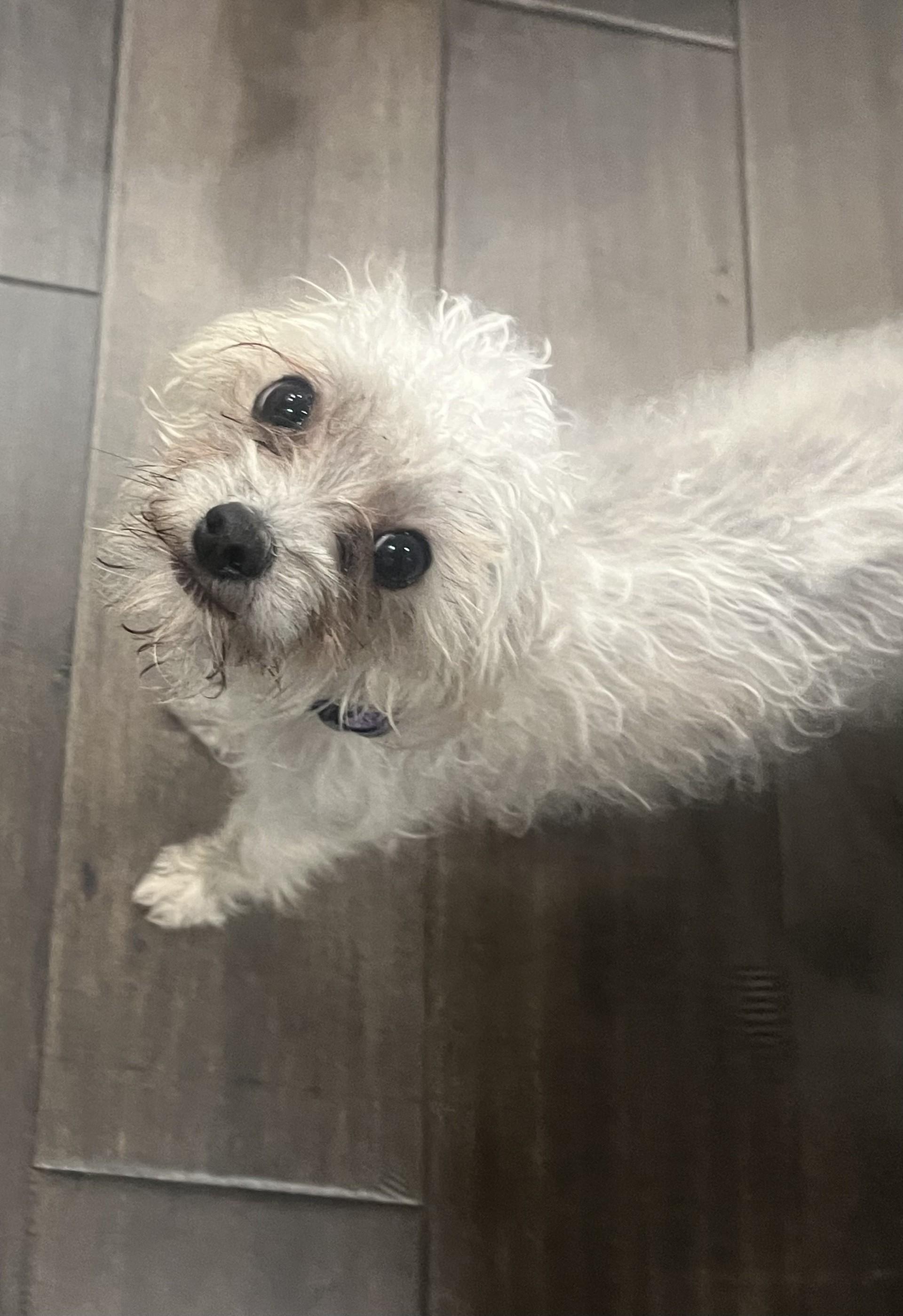 Molly, a Adopted mixed breed in Vancouver, BC image 5/6