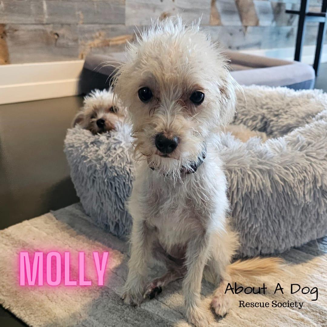 Molly, a Adopted mixed breed in Vancouver, BC image 6/6