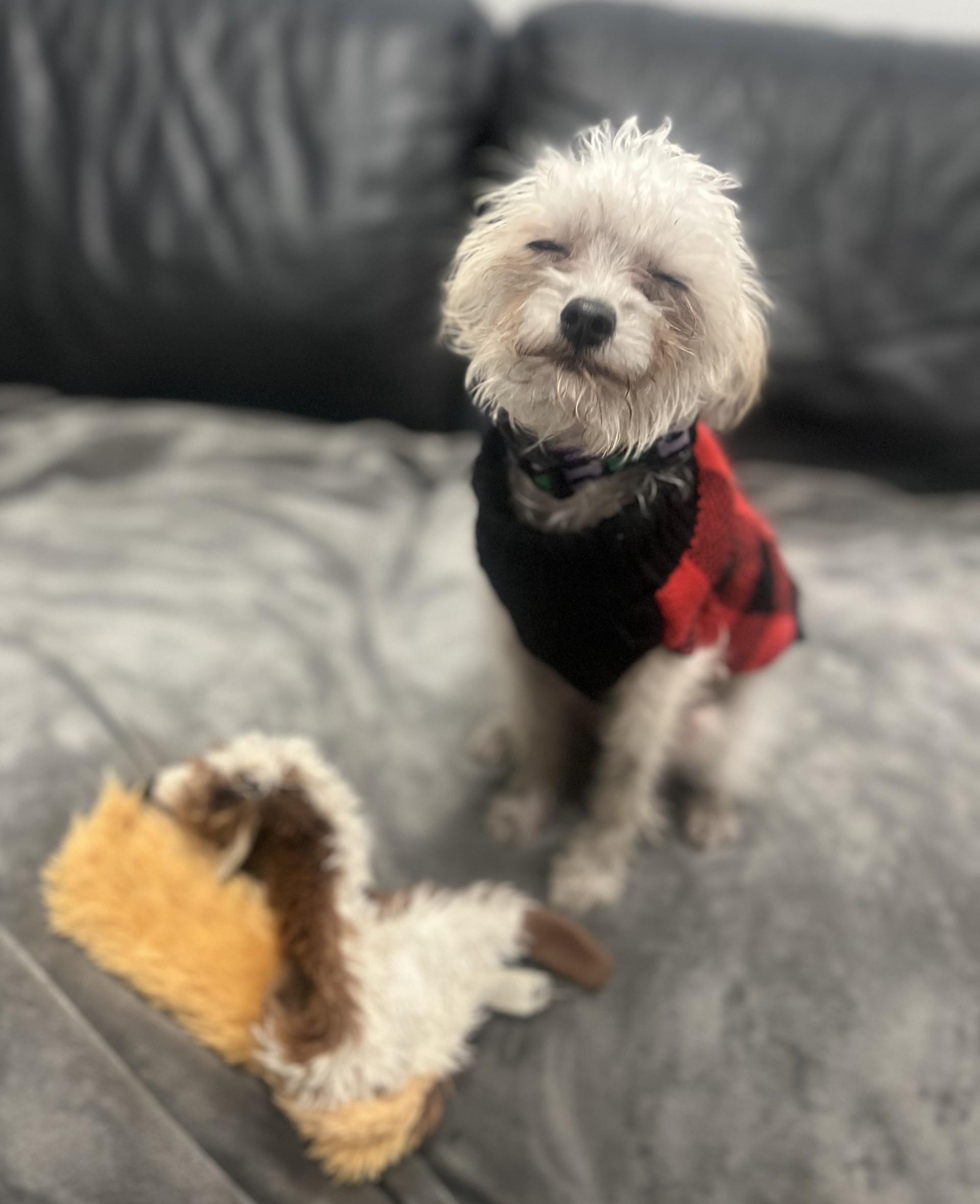 Molly, a Adopted mixed breed in Vancouver, BC image 3/6