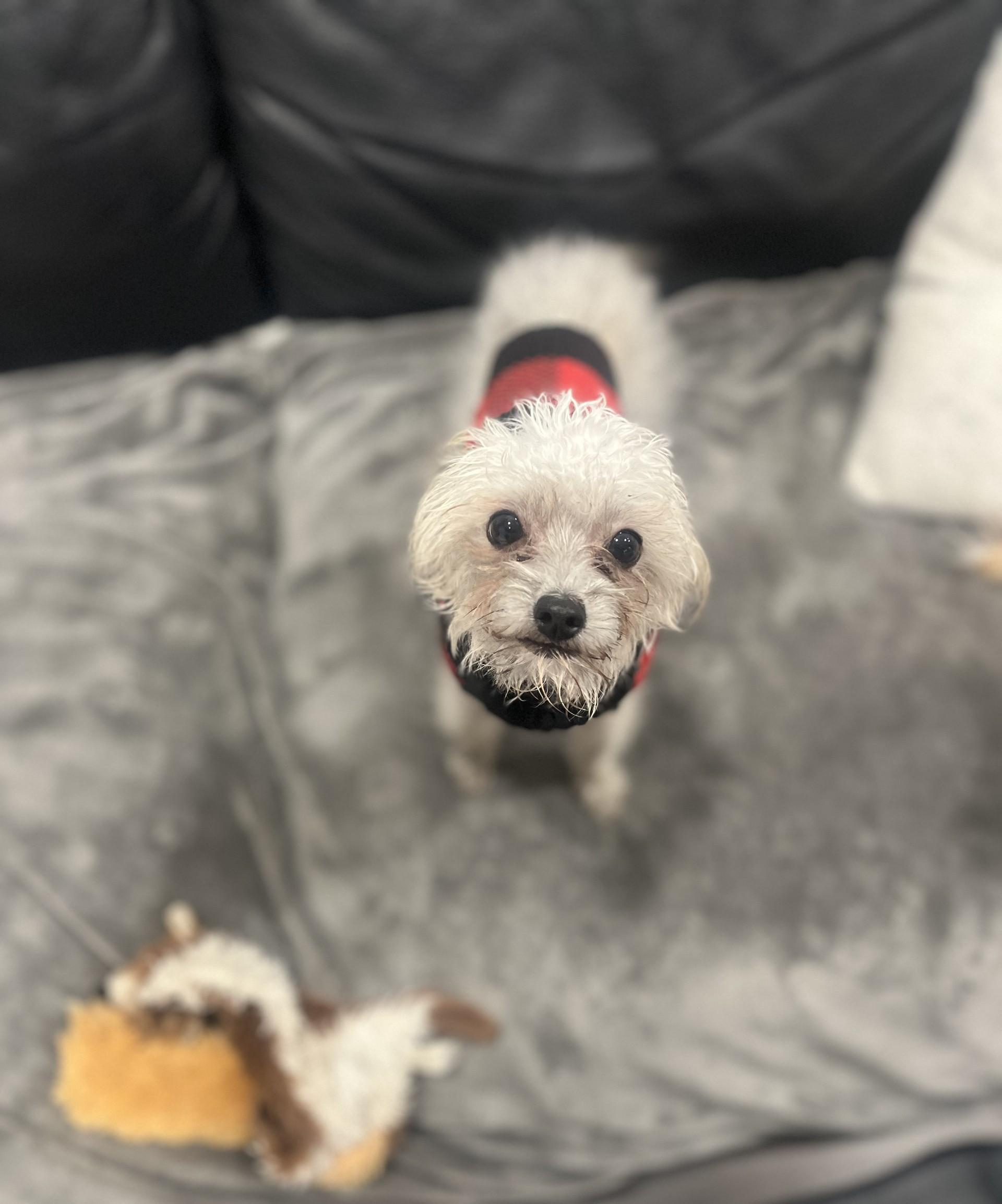 Molly, Adopted, Young Female Yorkshire Terrier & Yorkie Poo.