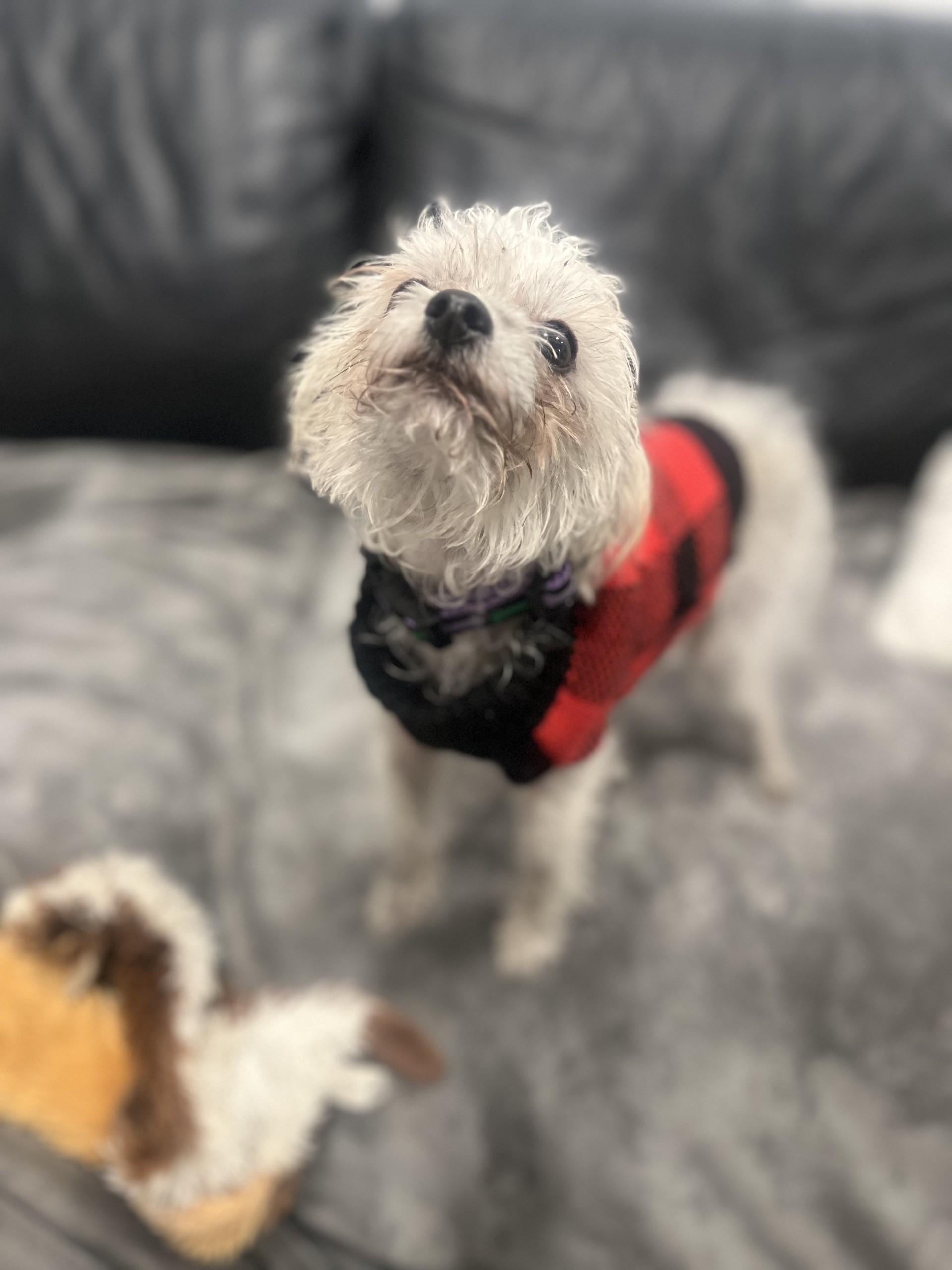 Molly, a Adopted mixed breed in Vancouver, BC image 4/6