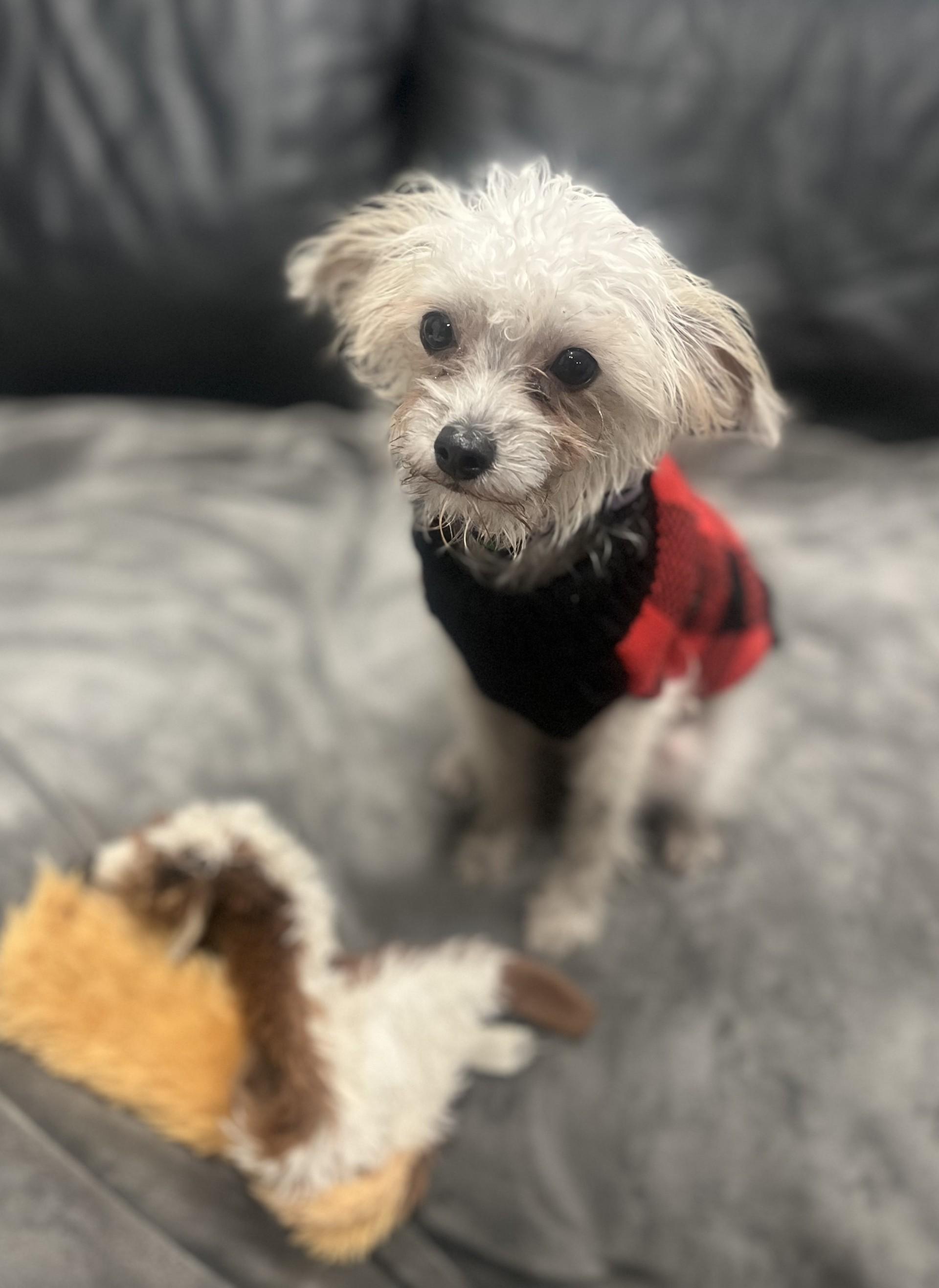 Molly, a Adopted mixed breed in Vancouver, BC image 2/6