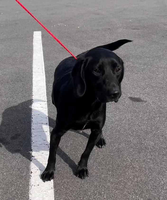 Shadow, a Adoptable mixed breed in Manhasset, NY image 2/3