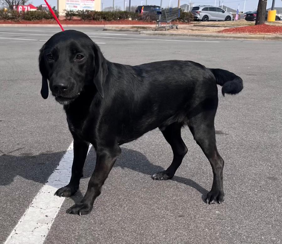 Shadow, Adoptable, Young Male Labrador Retriever.