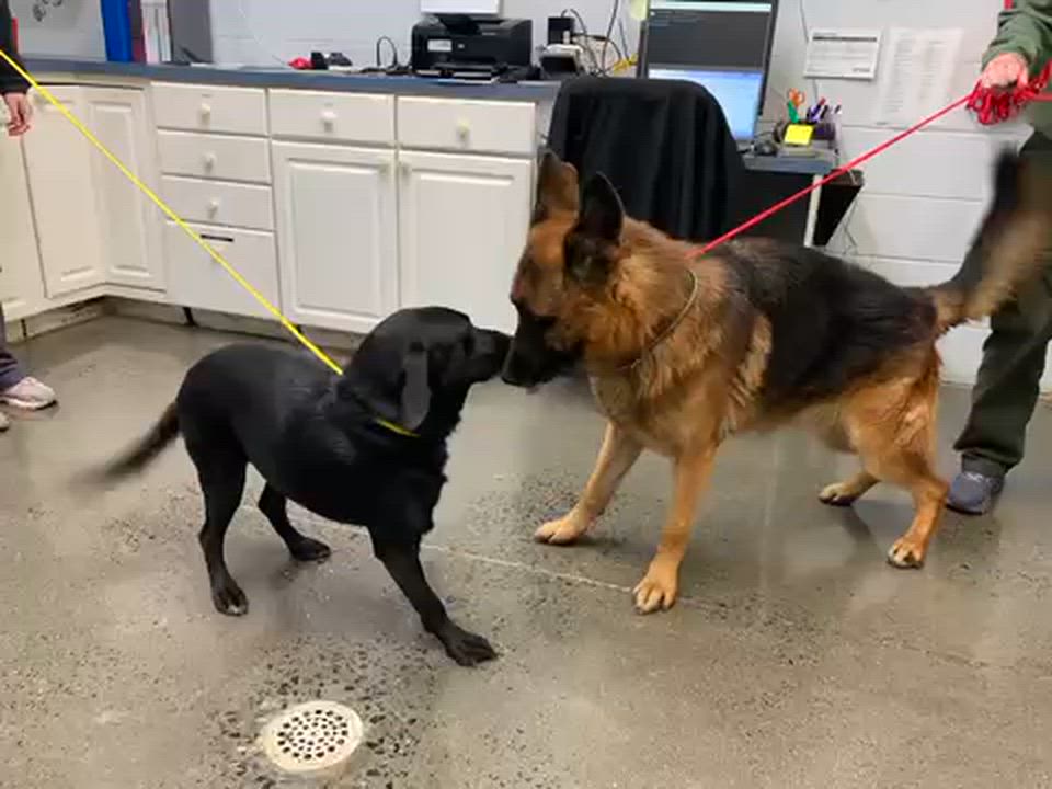 Enlarge Shadow, a Adoptable mixed breed in Manhasset, NY video 3/3