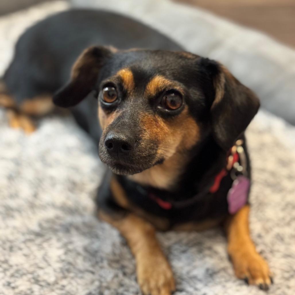 Enlarge Regina, a Adoptable mixed breed in Cheyenne, WY image 2/3