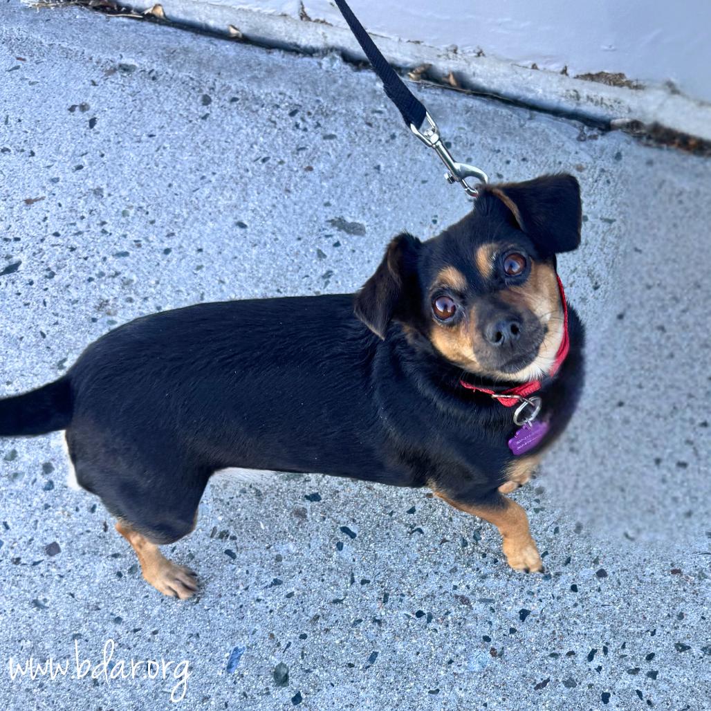 Regina, Adoptable, Adult Female Dachshund & Chihuahua.