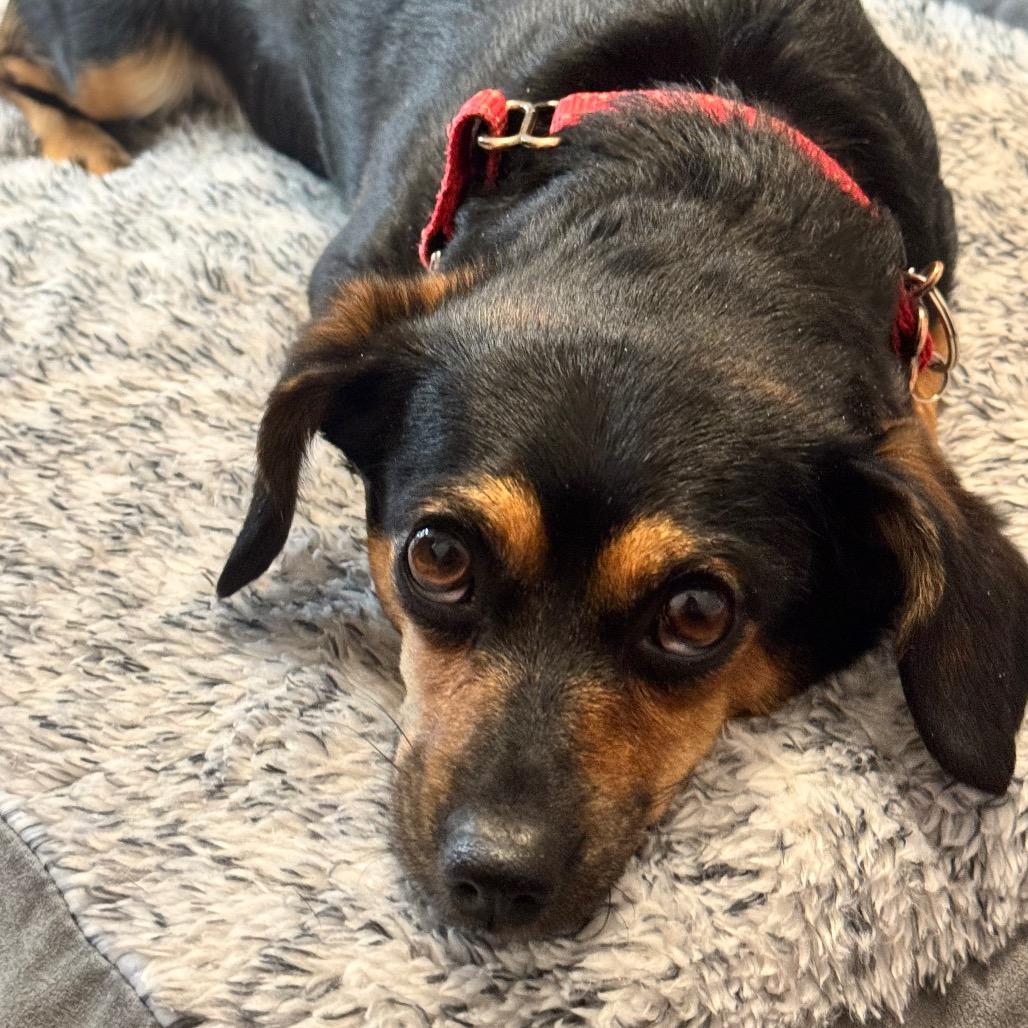 Enlarge Regina, a Adoptable mixed breed in Cheyenne, WY image 3/3
