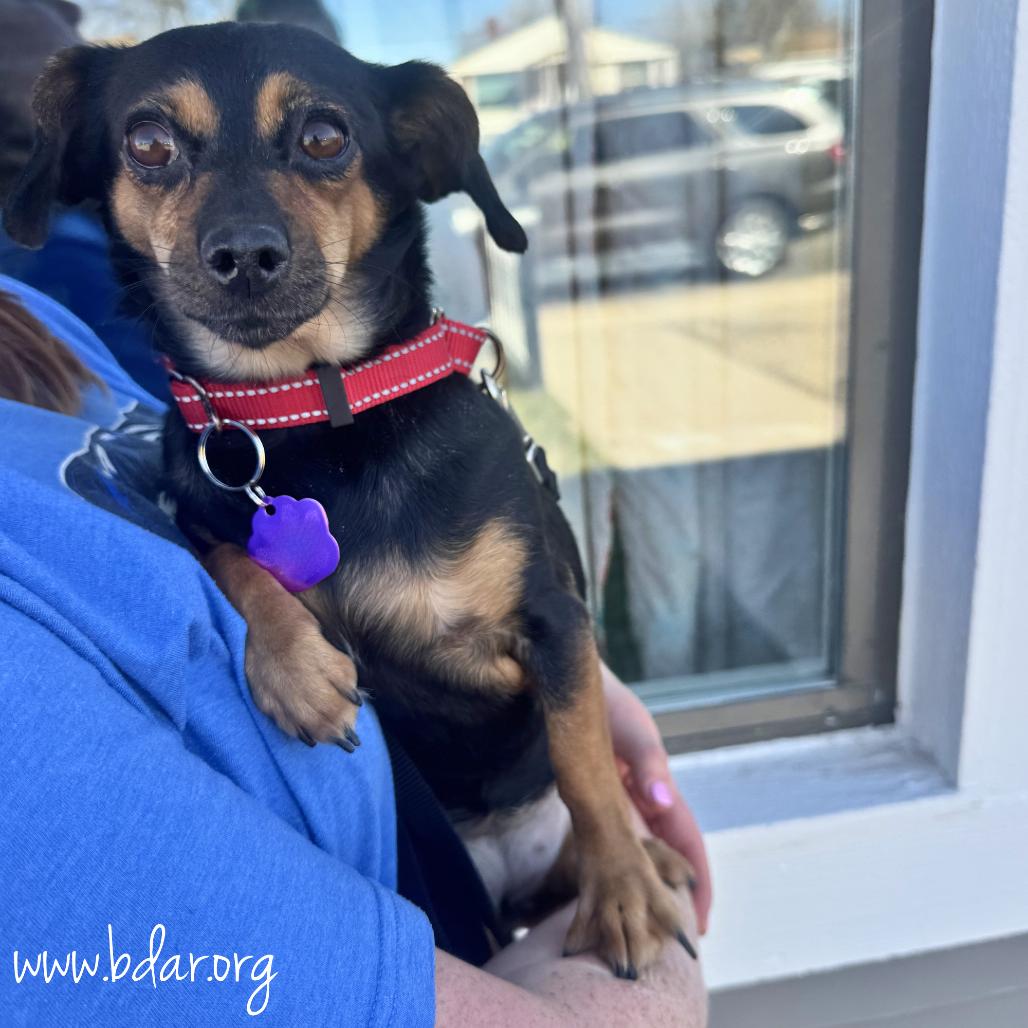 Enlarge Regina, a Adoptable mixed breed in Cheyenne, WY image 2/2