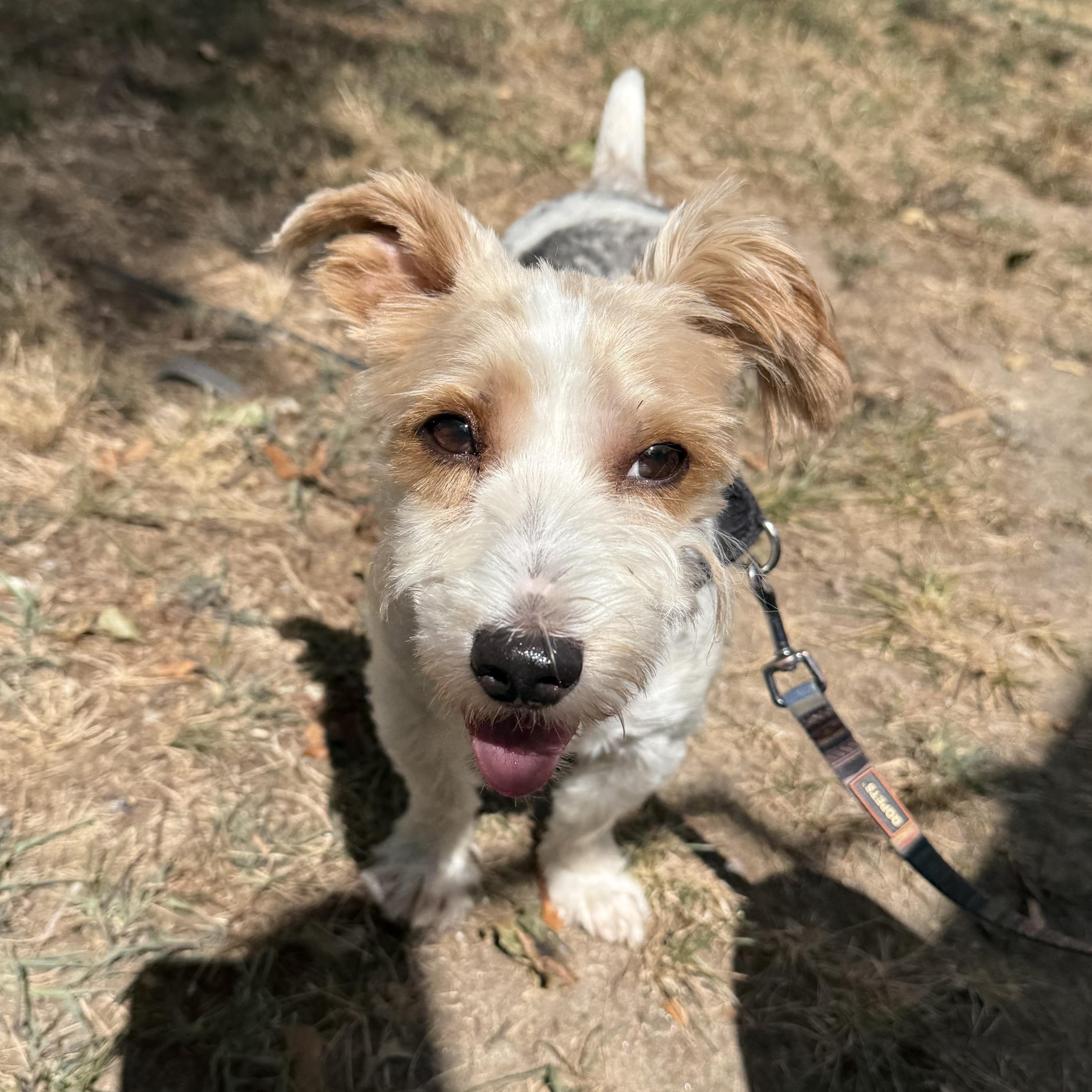 AJ aka Ricochet, a Adoptable mixed breed in Medford, NY image 1/2