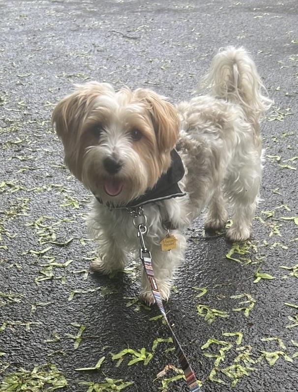 AJ aka Ricochet, a Adoptable mixed breed in Medford, NY image 2/2