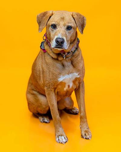 BB, Adoptable, Adult Female Labrador Retriever.