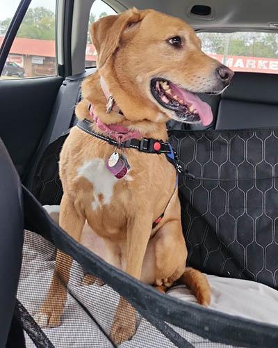 BB, a Adoptable mixed breed in Lake Wylie, SC image 1/2