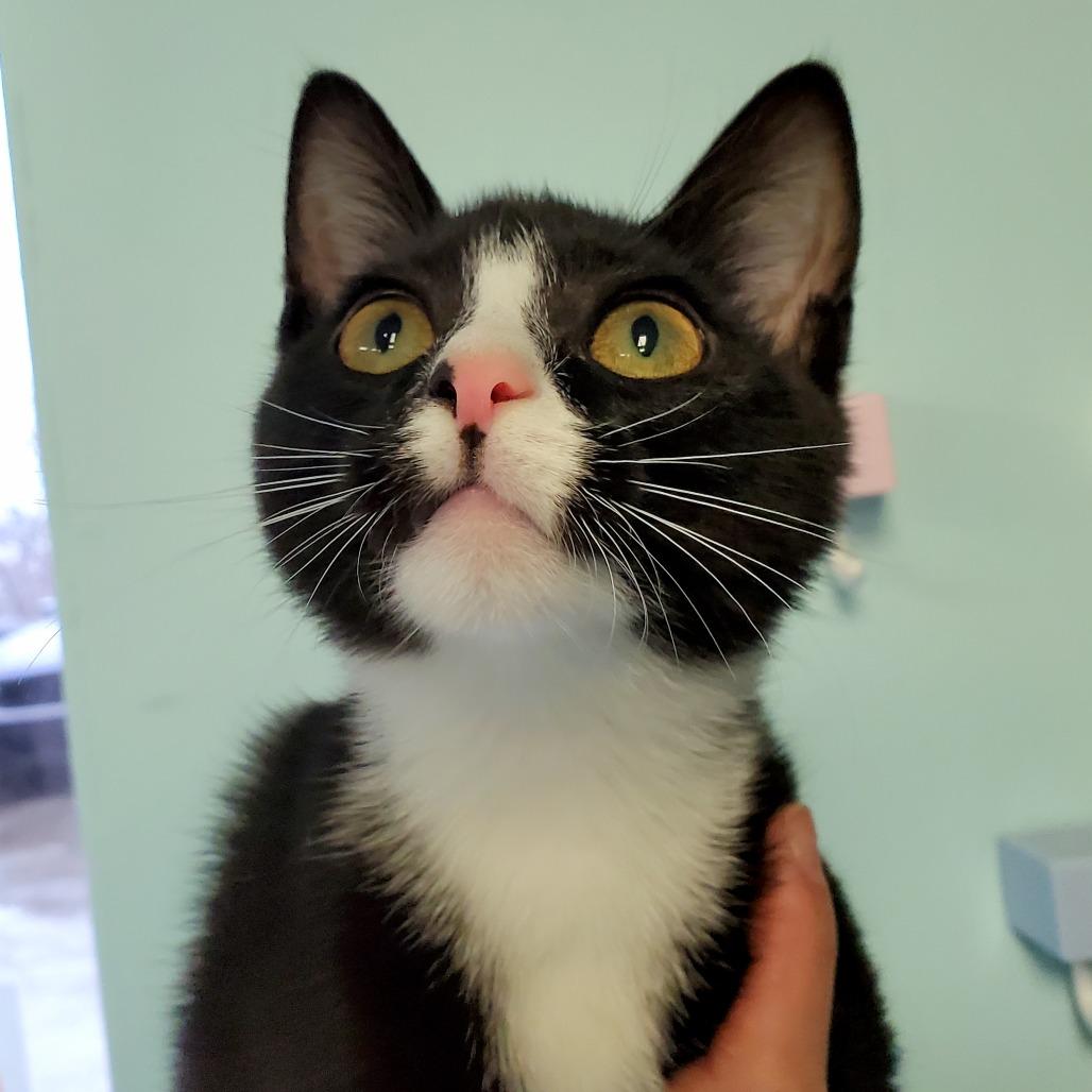 Enlarge Socks, a Adoptable Domestic Short Hair in PITTSBURGH, PA image 1/2
