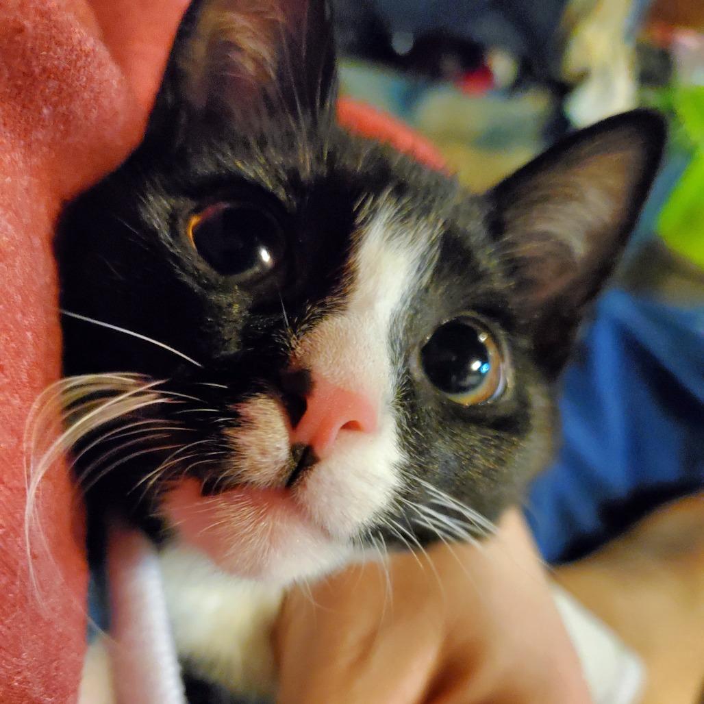 Enlarge Socks, a Adoptable Domestic Short Hair in PITTSBURGH, PA image 2/2