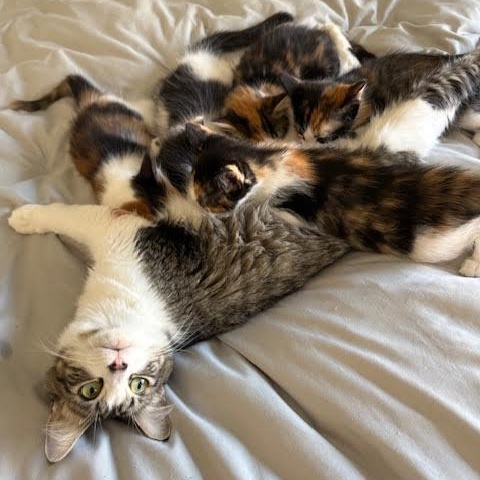 Enlarge Zoey (Karina & Cheri), a Adopted Tabby in Woodland Hills, CA image 5/5