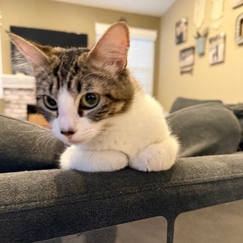 Zoey (Karina & Cheri), Adopted, Young Female Tabby.