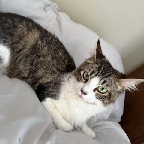 Enlarge Zoey (Karina & Cheri), a Adopted Tabby in Woodland Hills, CA image 4/5