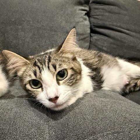 Enlarge Zoey (Karina & Cheri), a Adopted Tabby in Woodland Hills, CA image 2/5