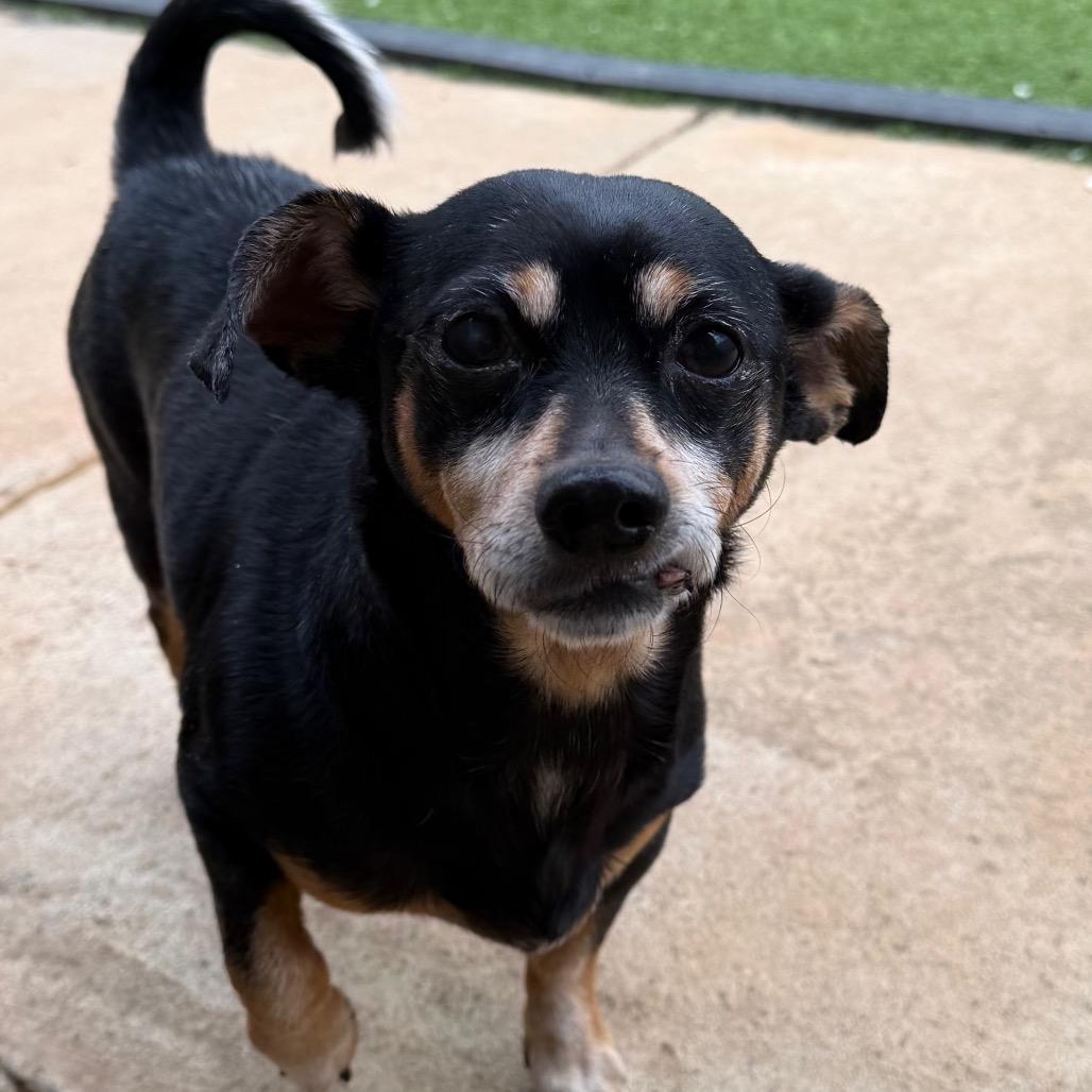 Enlarge Franco, a Adoptable mixed breed in Brownsboro, AL image 2/4