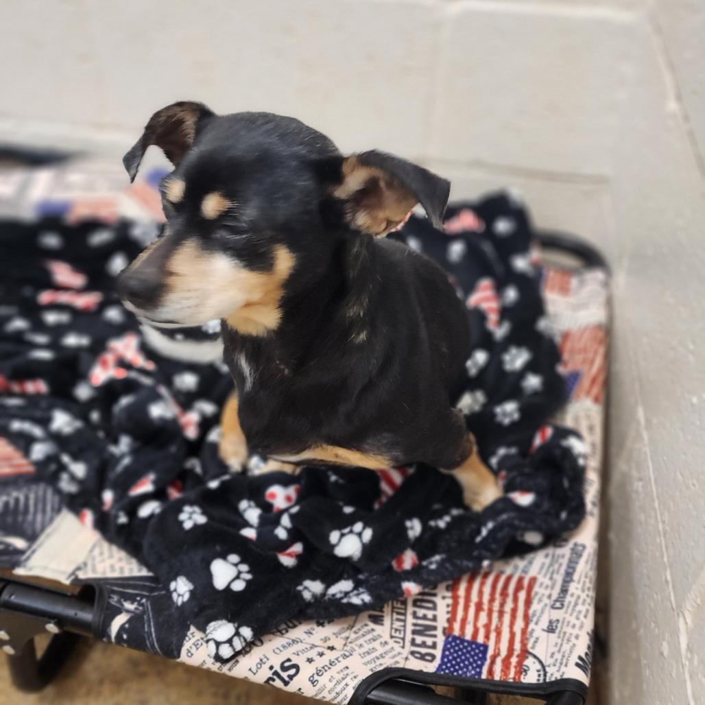 Enlarge Franco, a Adoptable mixed breed in Brownsboro, AL image 3/4